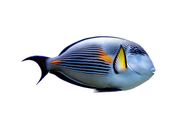 Ψάρια παπαγάλο που απομονώνονται σε λευκό φόντο Royalty Free Εικόνες Αρχείου