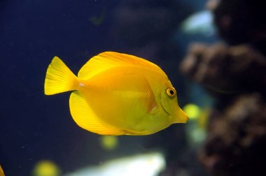 Parlak sarı mercan resif balık