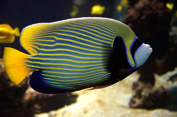 İmparator angelfish tropikal deniz — Stok fotoğraf