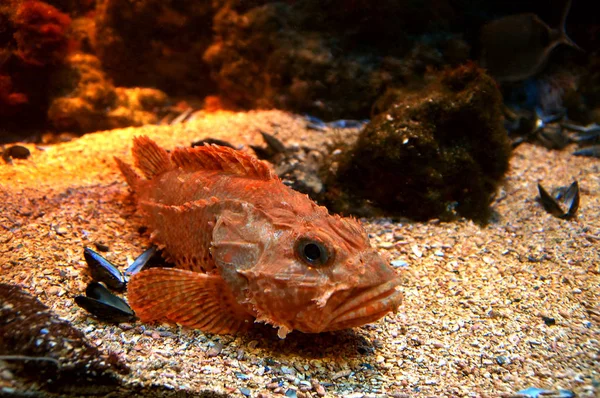 Röd skorpionfisk sover på havsbotten — Stockfoto