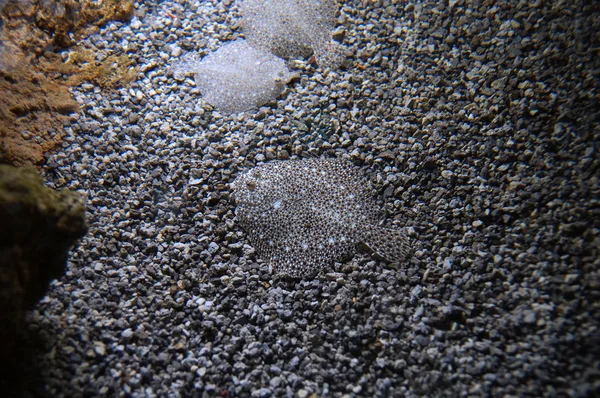 Deniz yatağı üzerinde görünmez kalkan balıklar