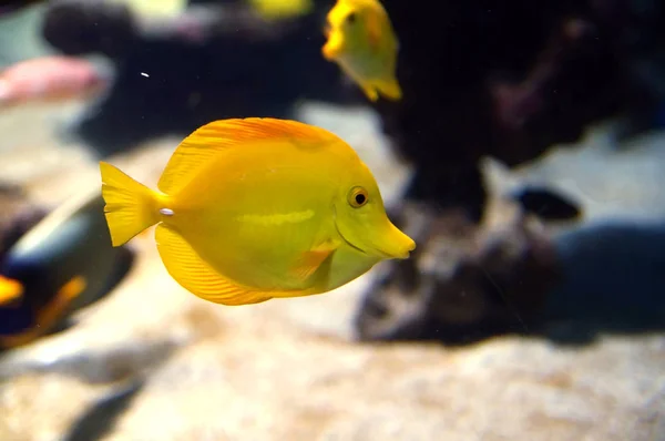 Peixes de recifes de corais amarelos brilhantes — Fotografia de Stock