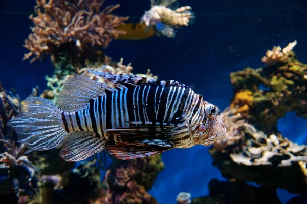 Επικίνδυνη lionfish σε τροπική θάλασσα — Φωτογραφία Αρχείου