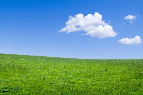 緑の牧草地の背景 — ストック写真