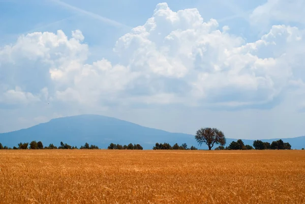 Field in Southern France — Stock Photo, Image
