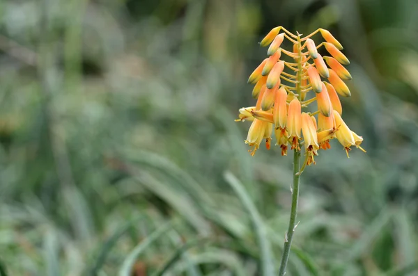 Fleur jaune succulente — Photo
