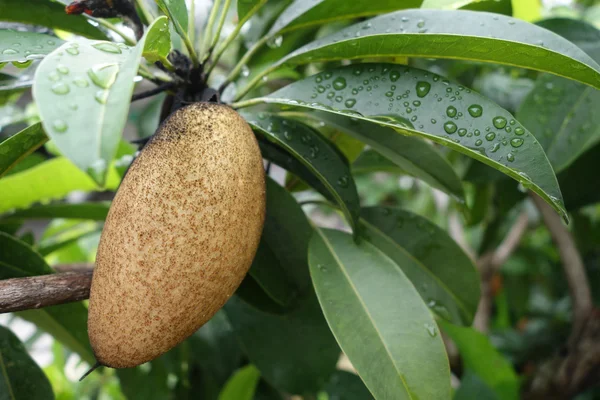 Sapodilla fruit on tree — Stock Photo, Image