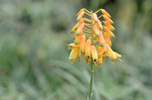 Yellow Succulent flower — Stock Photo, Image