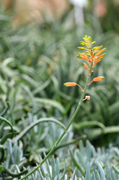 Yellow Succulent flower — Stock Photo, Image