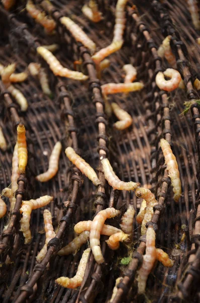 Silkworms in silk farm, Siem Reap — Stock Photo, Image