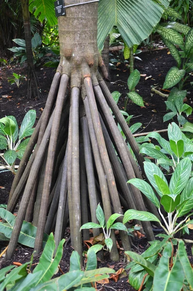 Seychelles stilt palm — Stock Photo, Image