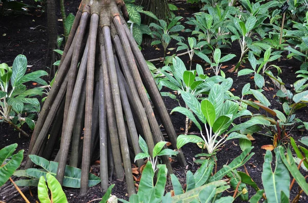 Seychelles stilt palm — Stock Photo, Image