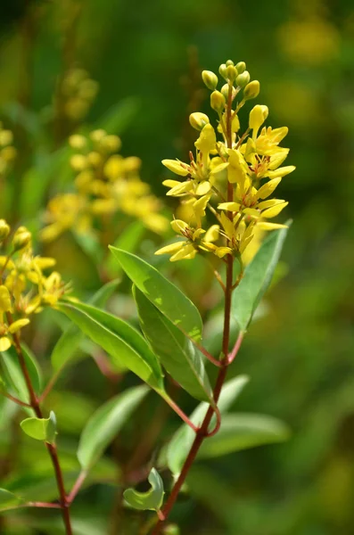Thryallis están floreciendo con una pequeña flor dorada — Foto de Stock
