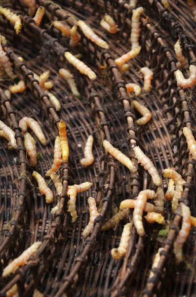 Silkworms in silk farm, Siem Reap — Stock Photo, Image