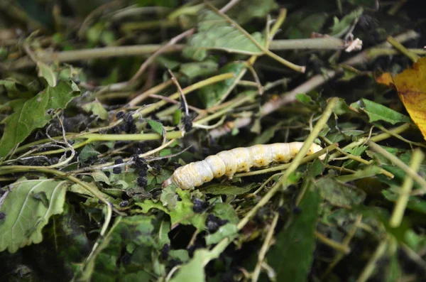 Silkworms in silk farm, Siem Reap — Stock Photo, Image