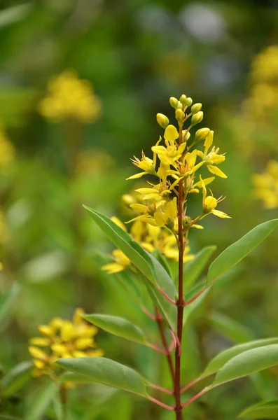 Thryallis estão florescendo com pouca flor dourada — Fotografia de Stock