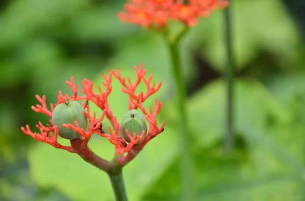 Schöne lokale thailändische Kräuter, Jatropha podagrica — Stockfoto