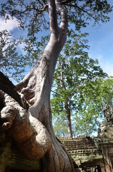 Ta Prohm Temple, Angkor, Kambodža — Stock fotografie