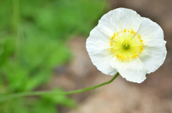 Close up flores cosmos brancas — Fotografia de Stock