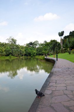 Singapur Botanik Bahçesi gölde