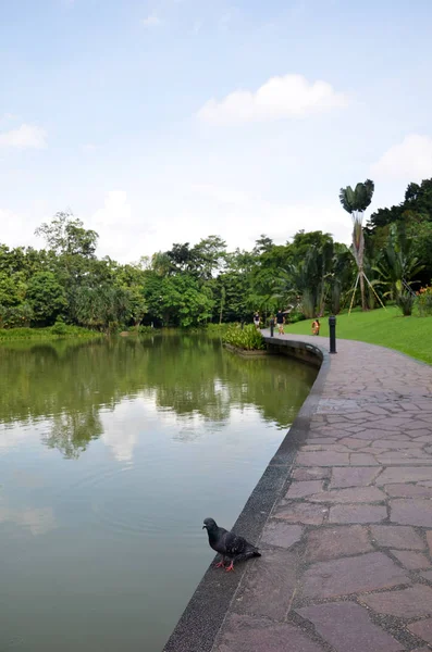 Singapur Botanik Bahçesi gölde — Stok fotoğraf