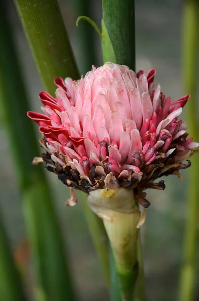 Red Torch Ginger flower blossom — Stock Photo, Image
