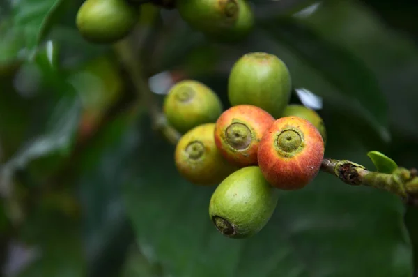 Fresh coffee seeds on coffee tree — Stock Photo, Image