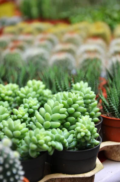 Kis kaktusz a kasszában csoportját — Stock Fotó