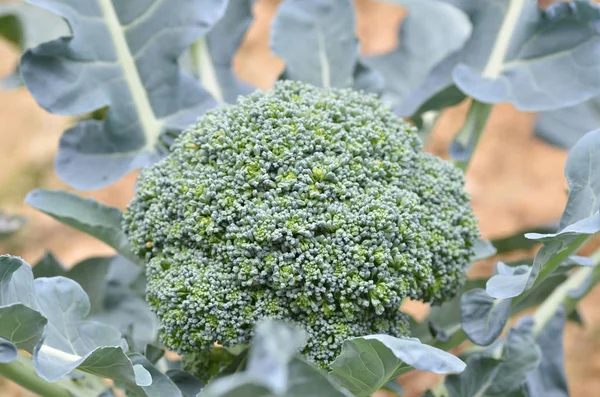 Raw broccoli in the farm — Stock Photo, Image