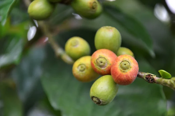 Fresh coffee seeds on coffee tree — Stock Photo, Image