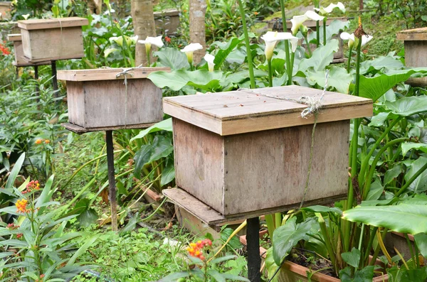 Api allevamenti situati in Cameron Highlands — Foto Stock