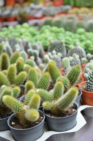 Gruppo di piccoli cactus nel vaso — Foto Stock