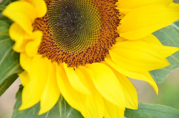 Schöne gelbe Sonnenblume blüht — Stockfoto