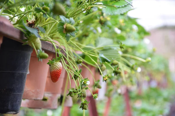 Fresh strawberries that are grown in greenhouses — Stock Photo, Image