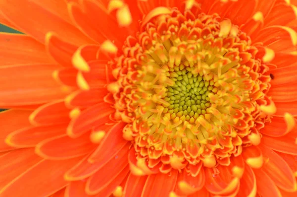 Gerbera flower in a garden — Stock Photo, Image