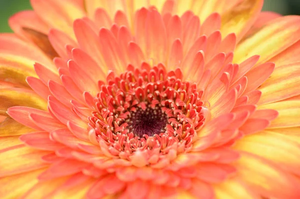 Flor de gerbera em um jardim — Fotografia de Stock