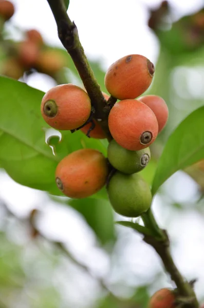 Fresh coffee seeds on coffee tree — Stock Photo, Image