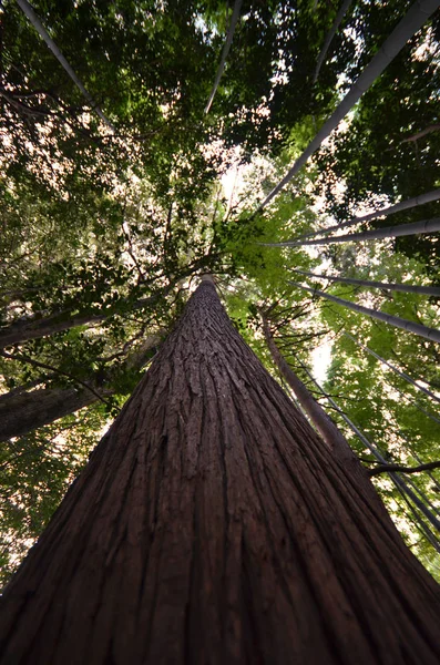 Árboles forestales con naturaleza madera verde — Foto de Stock