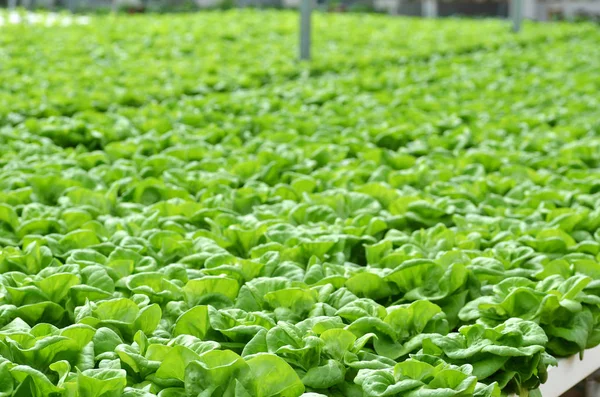 Ticari sera sebze topraksız tarımı