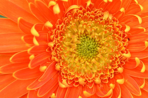 Gerbera flower in a garden — Stock Photo, Image