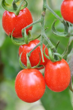 Taze kırmızı domatesler