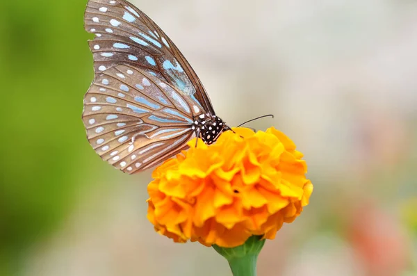 Mariposa en flor naranja — Foto de Stock