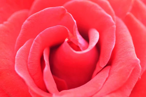 Macro disparo de una rosa roja —  Fotos de Stock