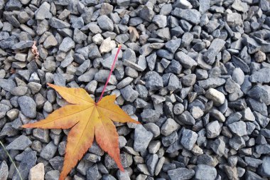 Parlak doğal taş üzerinde sarı bırakın yalan