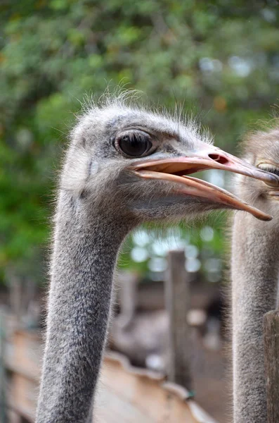 Ostrich on the farm — Stock Photo, Image