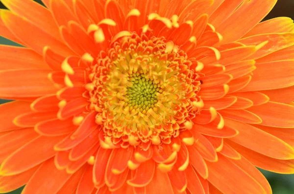 Gerbera bloem in een tuin — Stockfoto
