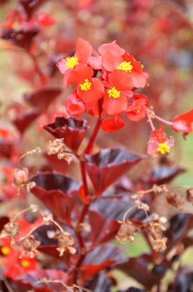 Begonia kwiaty. Begonia jest kwiat niezwykłej urody — Zdjęcie stockowe