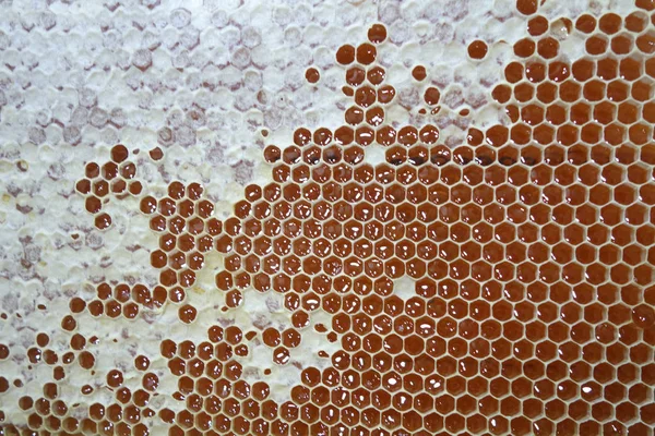 Сладкий мед в желтой рамке — стоковое фото