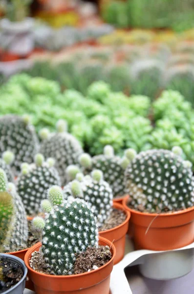 Gruppo di piccoli cactus nel vaso — Foto Stock