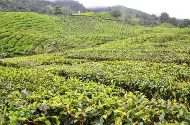 çay plantasyon cameron Highlands, Malezya